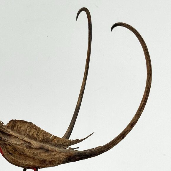 Vintage Devil's Claw Seed Pod Bird Sculpture Mounted on Driftwood Bark - Picture 3 of 13